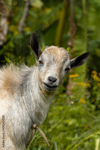 A portrait of a young goat with light brown and white fur, set against a lush green background in Uganda’s countryside, showcasing its curious and charming expression.
