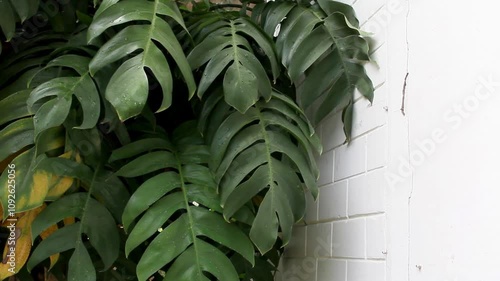 Monstera pinnatipartita tree or Siam Monstera, Philodendron Silver Queen, Philodendron pinnatipartita is large green leaves, hollow veins, evergreen tropical climbing and houseplant. Water drops, dew. photo