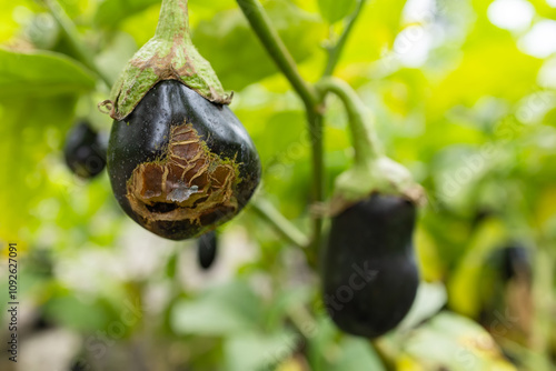 Rotten eggplant on tree in the garden
