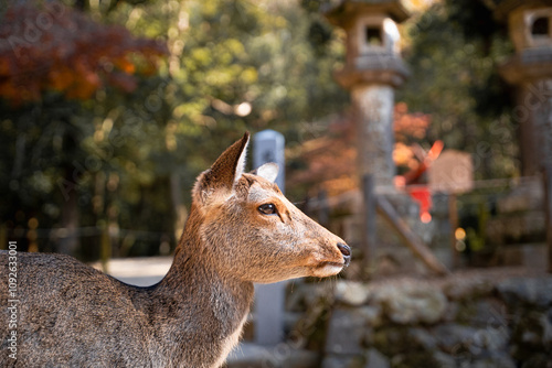 Tablou pe pânză deer in the forest of nara park in japan