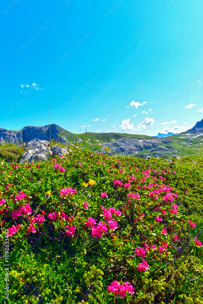 Obraz premium Bewimperte Alpenrose am Rüfikopf in den Lechtaler Alpen (Österreich) 