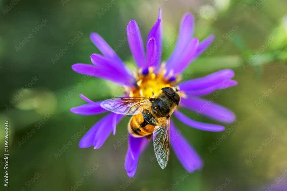 Eristalis tenax hover fly perched on a blue flower, with its striped body and transparent wings visible. Eristalis tenax hover fly perched on a blue flower, with its striped body and transparent wings visible.