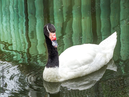 Black-necked swan (Cygnus melancoryphus) on water photo