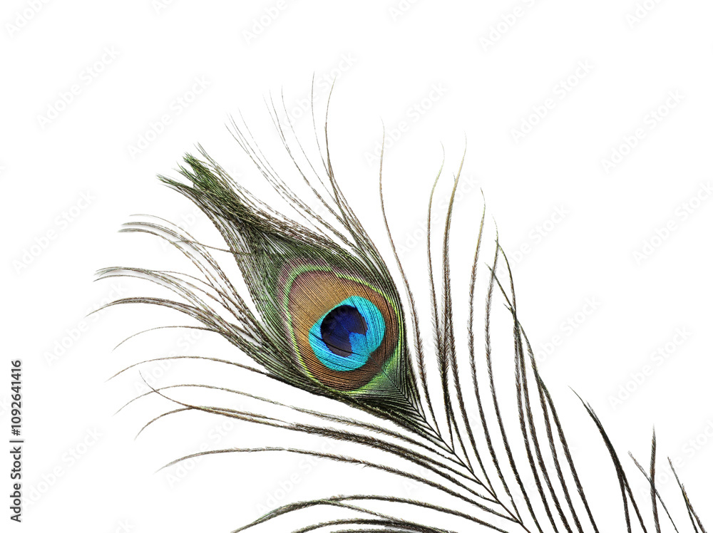 Obraz premium One beautiful peacock feather isolated on white