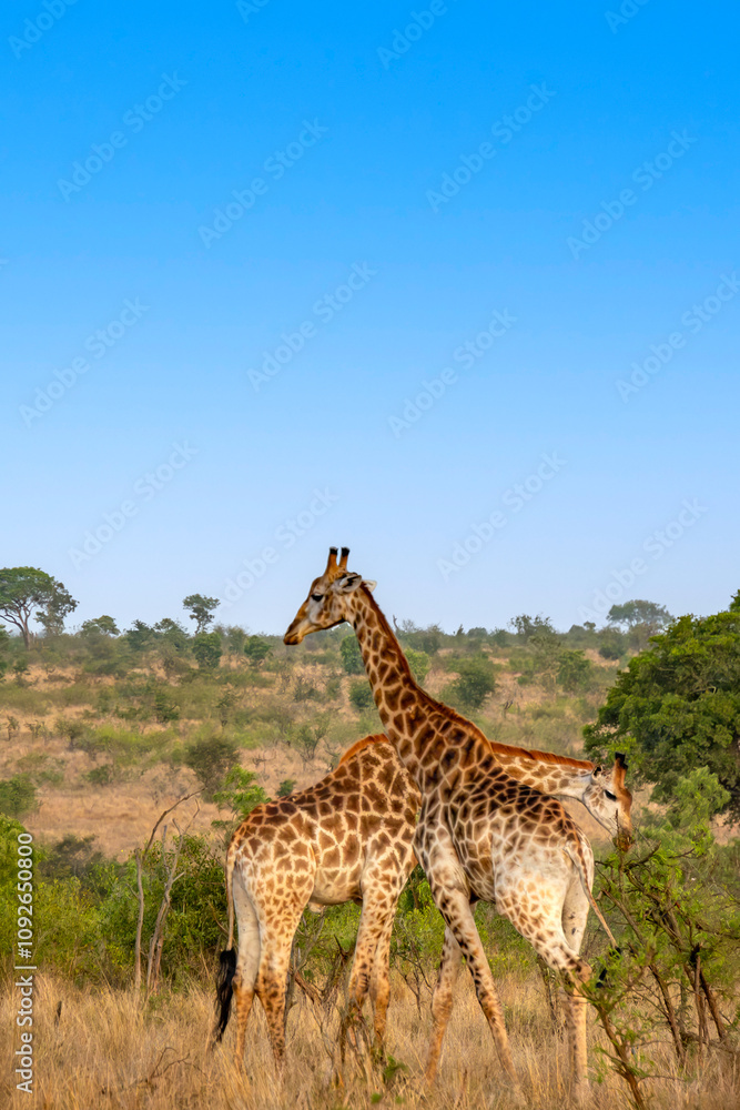 girafe, le matin, dans le Parc National Kruger, Afrique du Sud girafe, le matin, dans le Parc National Kruger, Afrique du Sud