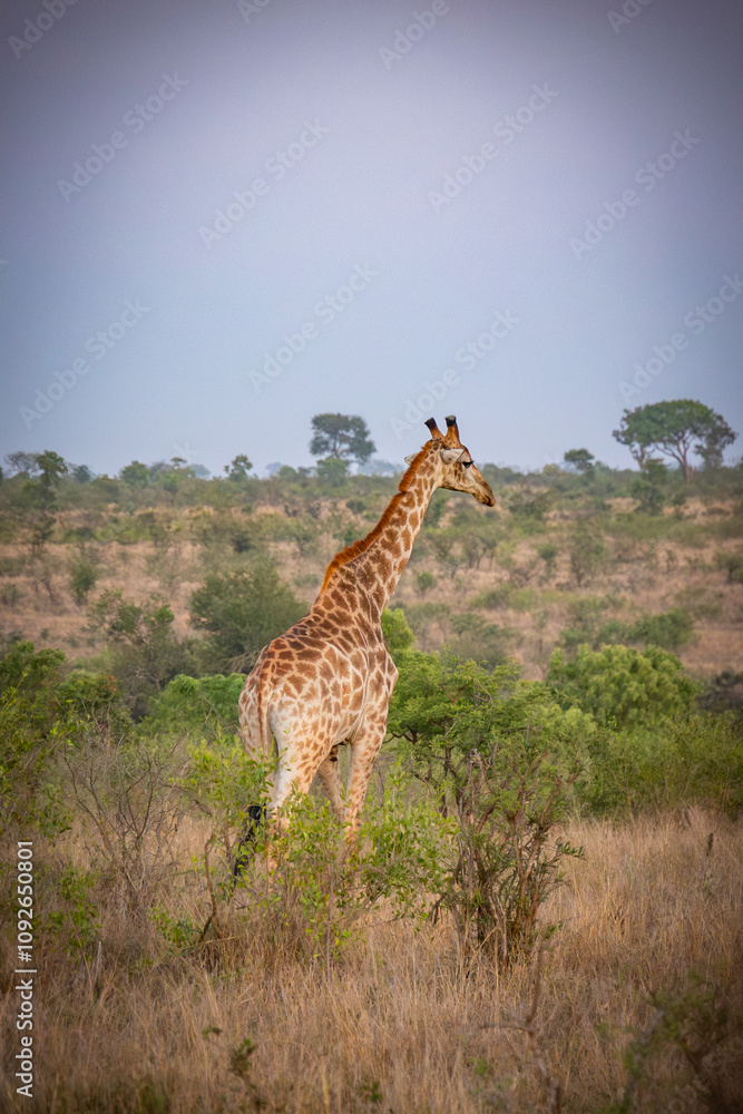 Fototapeta premium girafe, le matin, dans le Parc National Kruger, Afrique du Sud