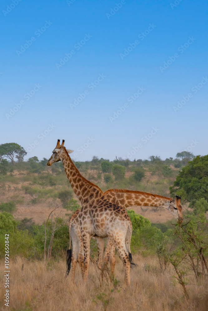 Fototapeta premium girafe, le matin, dans le Parc National Kruger, Afrique du Sud