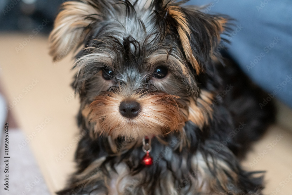 見つめる可愛い飼い犬 見つめる可愛い飼い犬