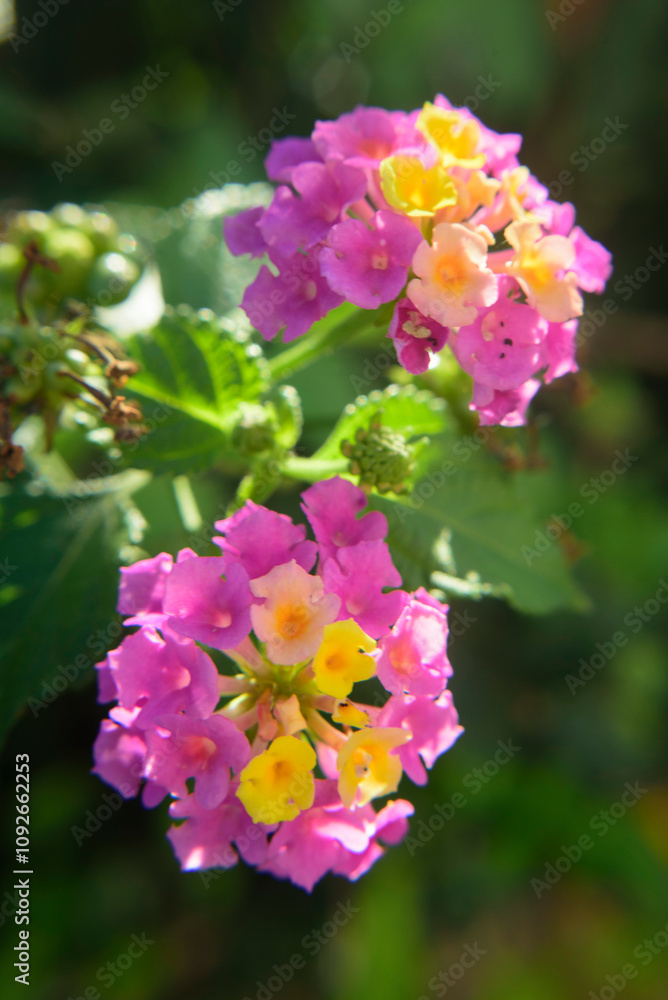 Pétalos rosa y amarillo en flores de lantana Pétalos rosa y amarillo en flores de lantana