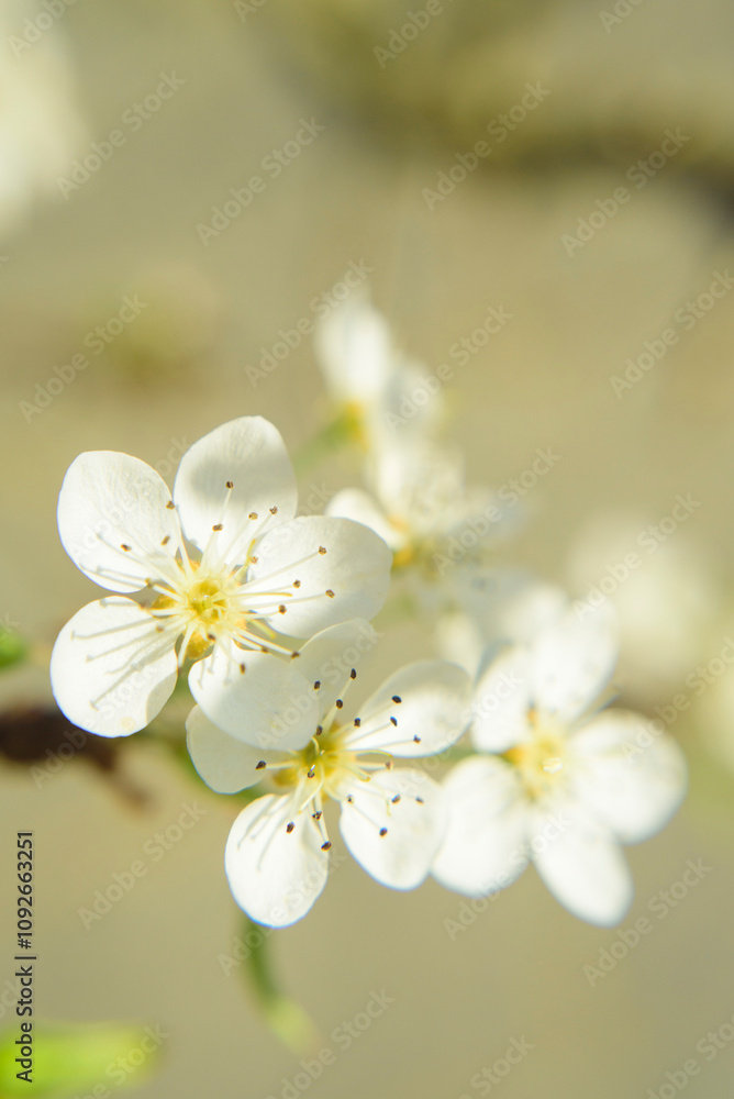Fototapeta premium Pequeñas flores blancas en ramas de árbol sobre muro de hormigón
