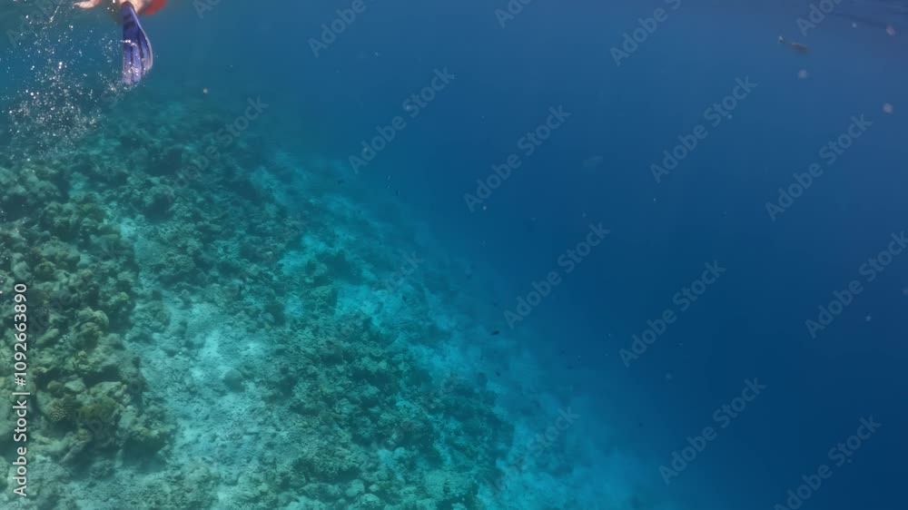 A diver explores the clear blue waters of the Maldives A diver explores the clear blue waters of the Maldives