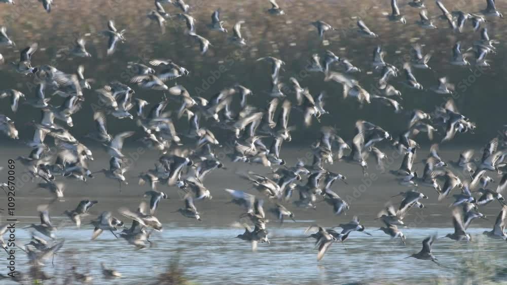 Black-tailed Godwit, Limosa limosa, flock of birds in flight on a winter morning over the marshes Black-tailed Godwit, Limosa limosa, flock of birds in flight on a winter morning over the marshes