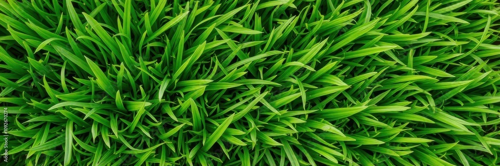 Lush green grass texture with soft blades and vibrant colors, perfect for background or design projects, close-up Lush green grass texture with soft blades and vibrant colors, perfect for background or design projects, close-up
