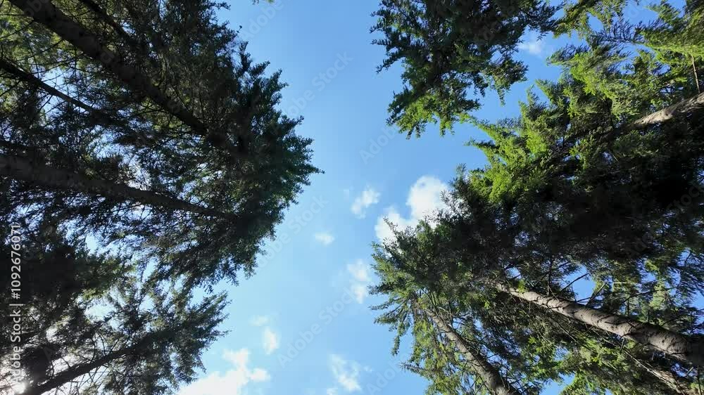 Looking Up at the Majestic Trees in a Forest with a Brilliant Blue Sky Looking Up at the Majestic Trees in a Forest with a Brilliant Blue Sky