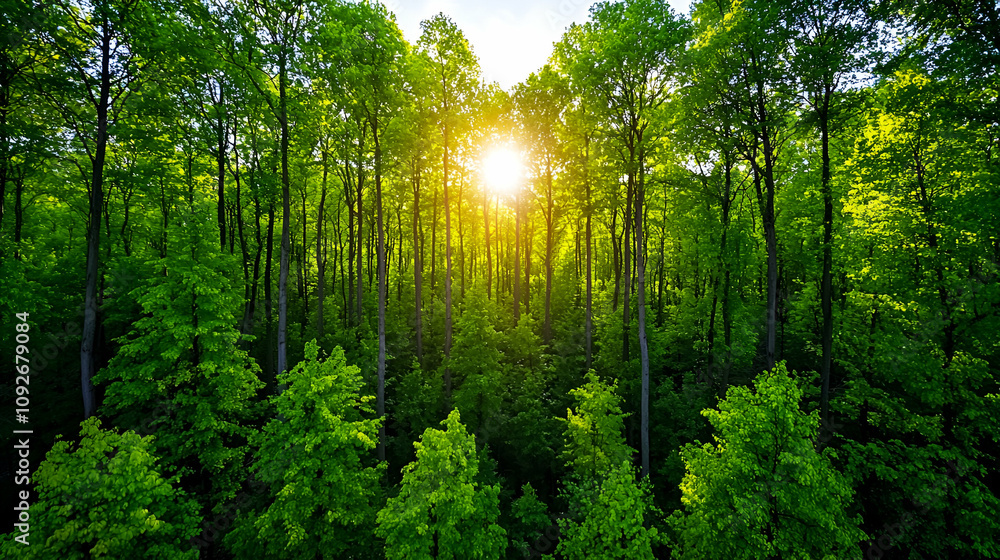 A serene forest scene with tall green trees illuminated by sunlight filtering through the leaves. A serene forest scene with tall green trees illuminated by sunlight filtering through the leaves.