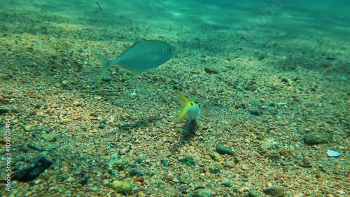 Whisker fish foraging in the sand with divers in the background photo