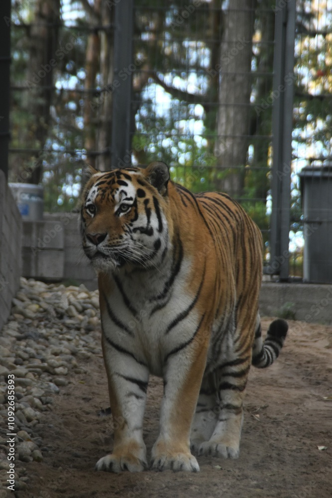 Obraz premium This tiger is walking outdoors in a zoo in early autumn day.