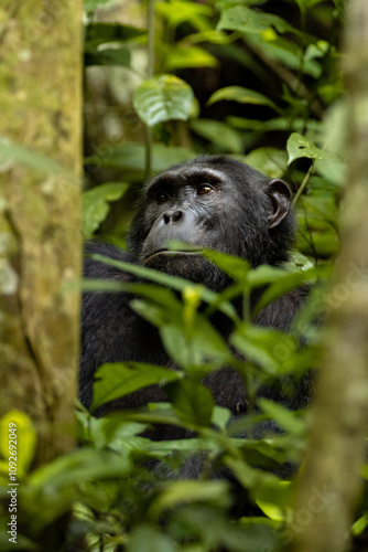 Intimate and captivating moments of chimpanzees in their natural forest habitat, showcasing their playful, contemplative, and expressive behaviors amidst lush greenery.
