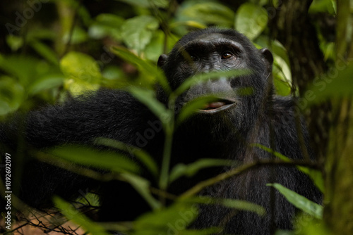 Intimate and captivating moments of chimpanzees in their natural forest habitat, showcasing their playful, contemplative, and expressive behaviors amidst lush greenery.
