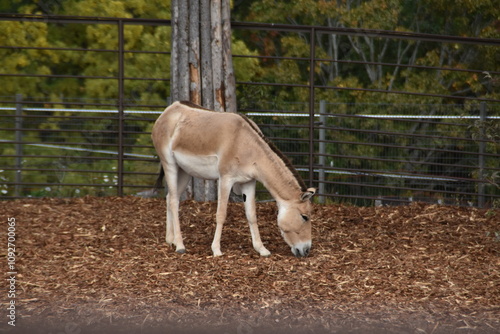 This onager is outdoors in early autumn day. photo