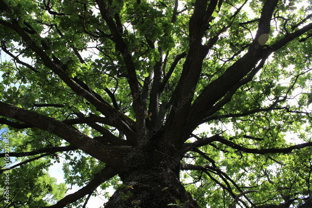 Obraz premium Albero