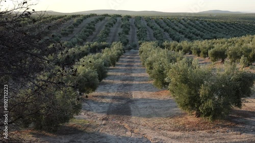 Olive grove in Jaén. Black and green olives ready for olive oil production in the Andalusian countryside