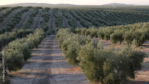 Olive grove in Jaén. Black and green olives ready for olive oil production in the Andalusian countryside