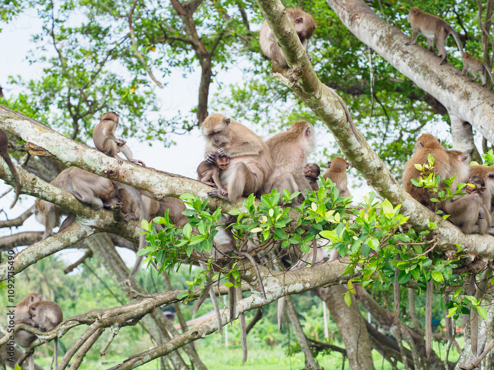 Group of monkeys on the tree