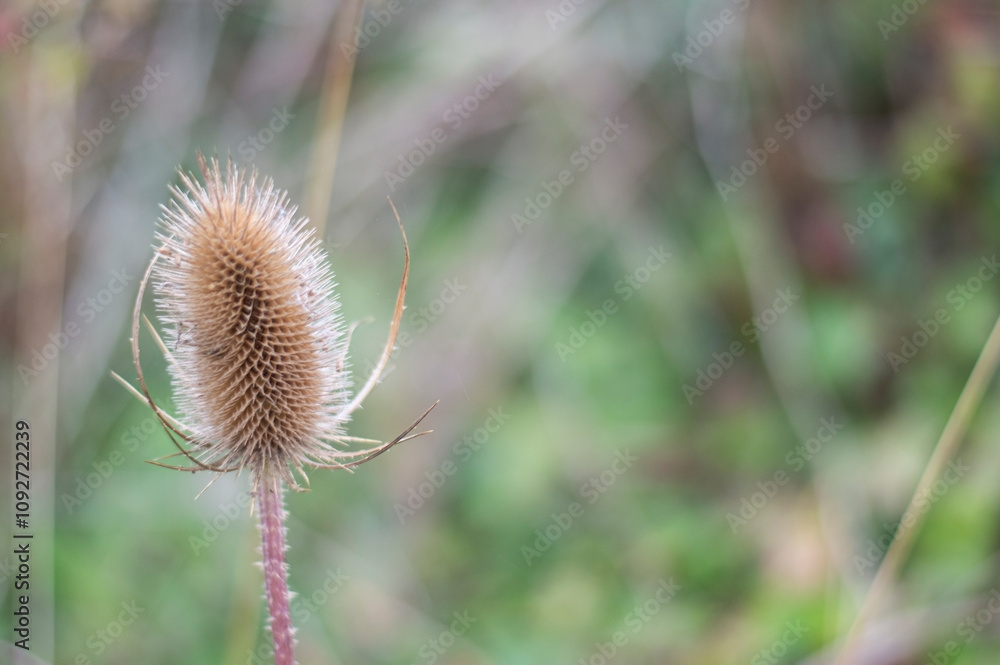 Dipsacus fullonum, also known as dry teasel on meadow Dipsacus fullonum, also known as dry teasel on meadow