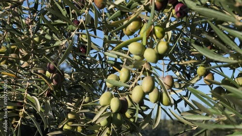 Olive grove in Jaén. Black and green olives ready for olive oil production in the Andalusian countryside
