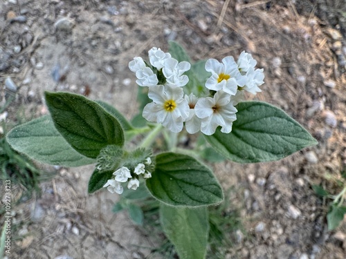 Close up of the flowering Heliotropium hirsutissimum. Heliotropium group of white small flowers in bloom. Cluster of small white and yellow flowers. Common name hairy heliotrope. Family Boraginaceae.
 photo