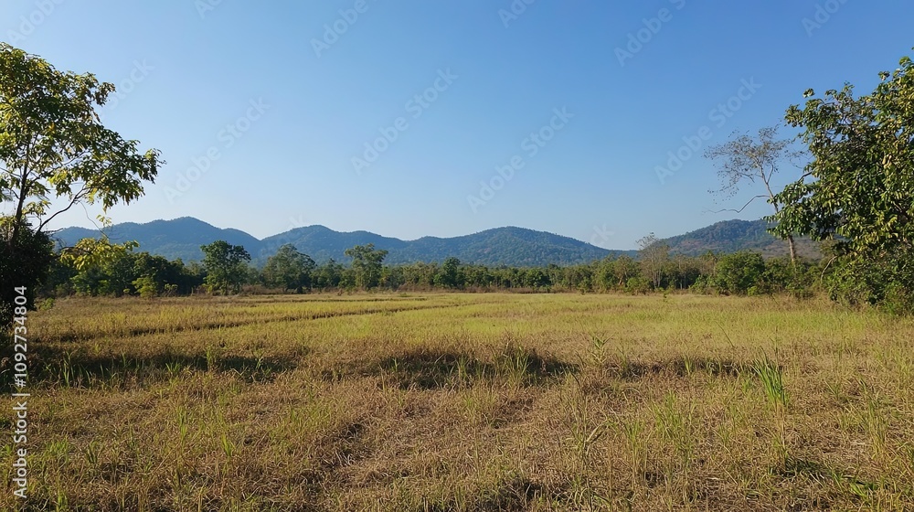 Fototapeta premium Savanna landscape. Thung Salaeng Luang area, Phetchabun province, Thailand. 