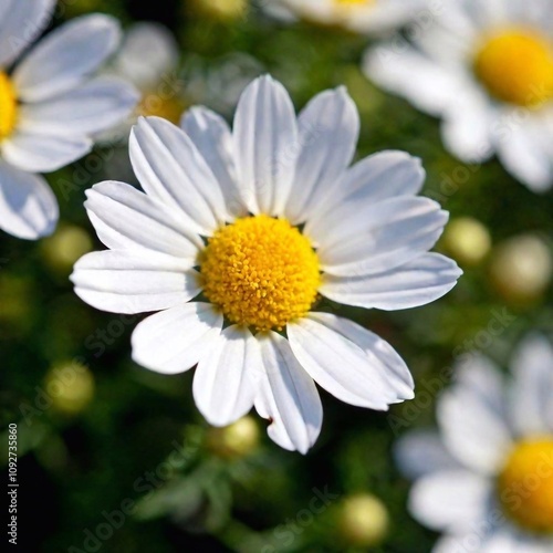 white flowers in the garden