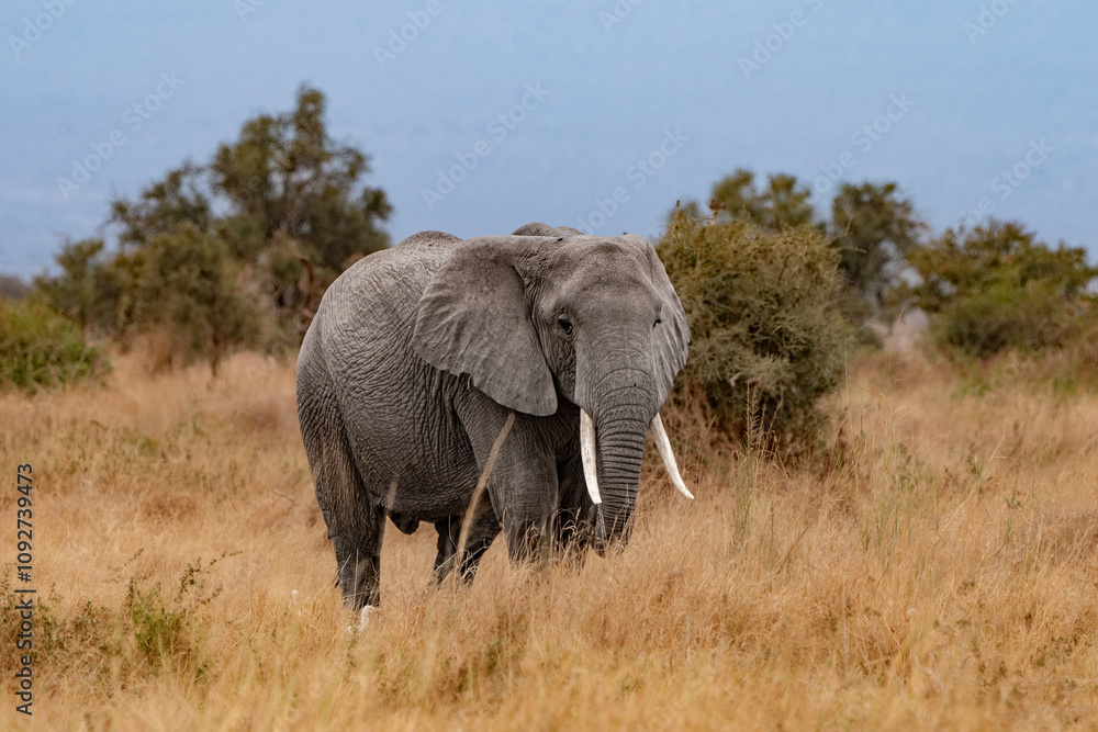 Elephant bull in the savanna Elephant bull in the savanna