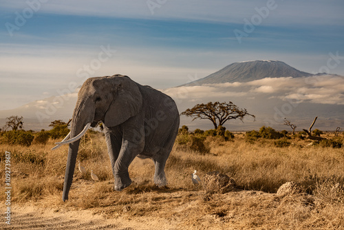 Lone elephant in front of the kilimandjaro