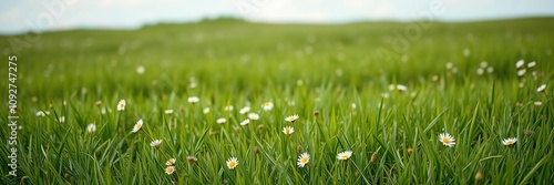 Pasture landscape with lush green grass and delicate wildflowers scattered randomly, outdoorsy, flowers, natural scenery