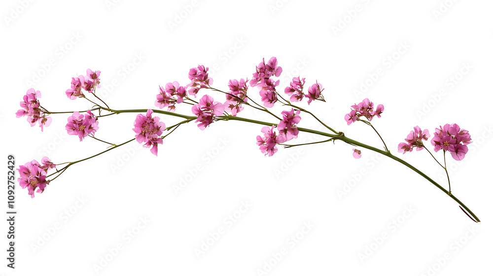 Naklejka premium Pink limonium flower stalk. Isolated on white background.