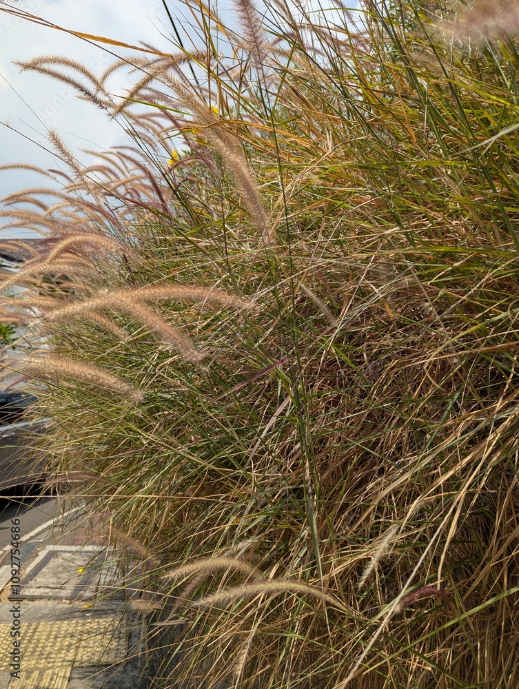 Fototapeta premium grass on the beach