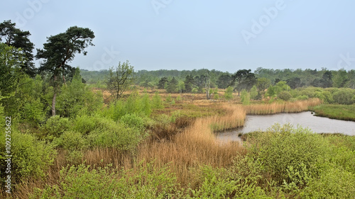 Rainy heathland landscape with lake and reed and fresh green spring trees in the Flemish countryside near Turnhout, Flanders, Belgium, high angle view  photo