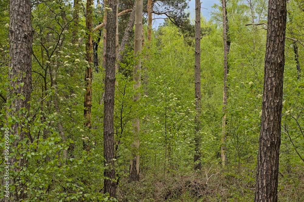 Naklejka premium lush green spring forest near Turnhout, Flanders, Belgium