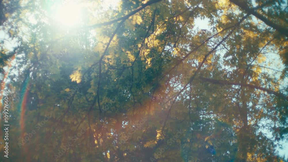 Sun shining through the trees in the forest, creating flares and rainbow. Slow motion. Sun shining through the trees in the forest, creating flares and rainbow. Slow motion.