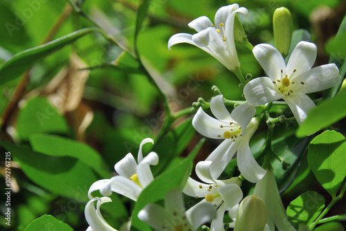Gros plan sur les fleurs d'un buis de Chine
