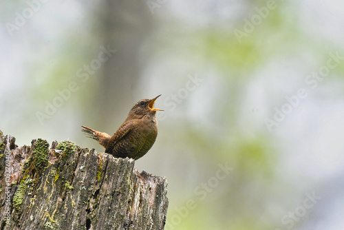 Plakat 高原で囀る野鳥ミソサザイ