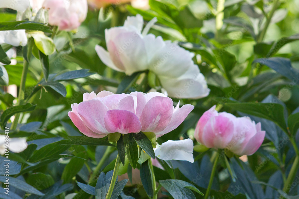 Pink peony close-up. A garden with blooming pink peonies of the Pink Havayan Coral variety. Pink peony close-up. A garden with blooming pink peonies of the Pink Havayan Coral variety.