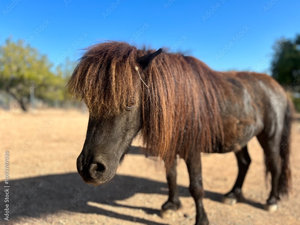 Obraz premium Kleines Pony auf einem Bauernhof