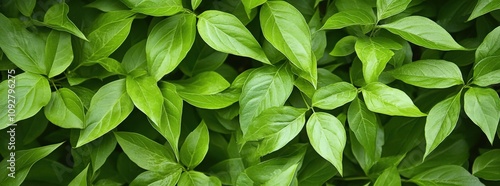 Lush green foliage background. Perfect for nature, spring, summer, or environmental themes. High-resolution image of vibrant leaves.