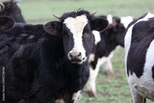 A black cow with a white muzzle stands in a field with other cows