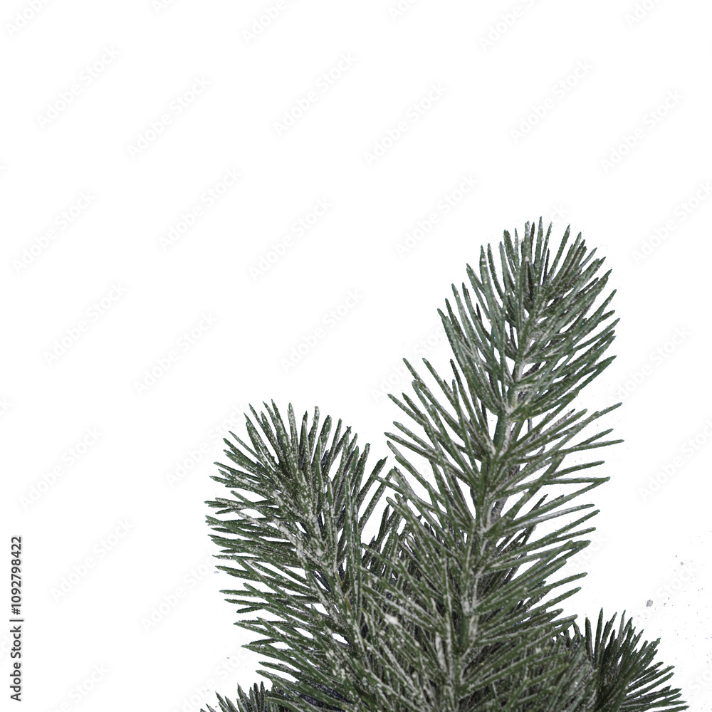, isolated on transparent background
