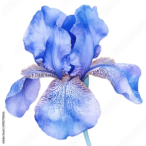 A delicate watercolor representation of an iris flower in shades of blue and purple.