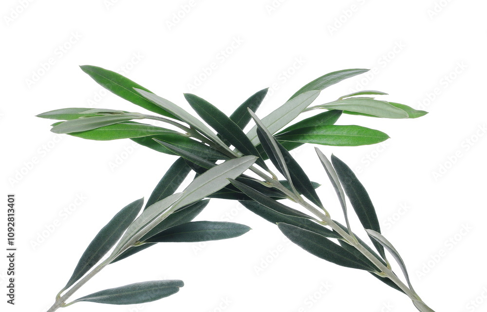 Obraz premium Olive branch with fresh green leaves isolated on white, clipping 